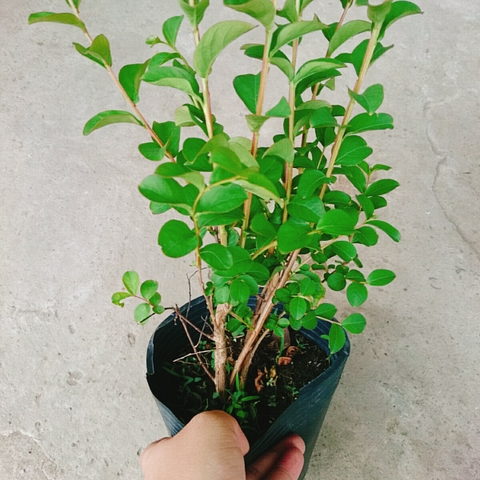 Cây Tường Vy Siêu Bông