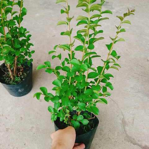 Cây Tường Vy Siêu Bông