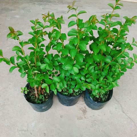 Cây Tường Vy Siêu Bông