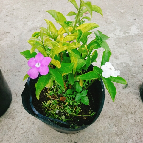 Cây Lài Nhật