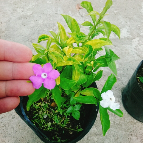 Cây Lài Nhật