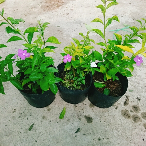 Cây Lài Nhật