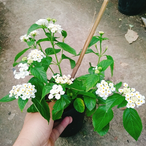 Cây Hoa Trâm Ổi (Trắng)