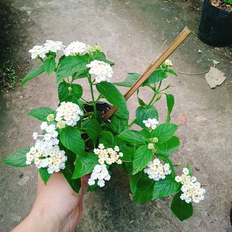 Cây Hoa Trâm Ổi (Trắng)