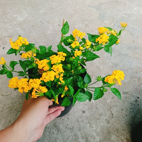 Cây Hoa Trâm Ổi (Vàng)