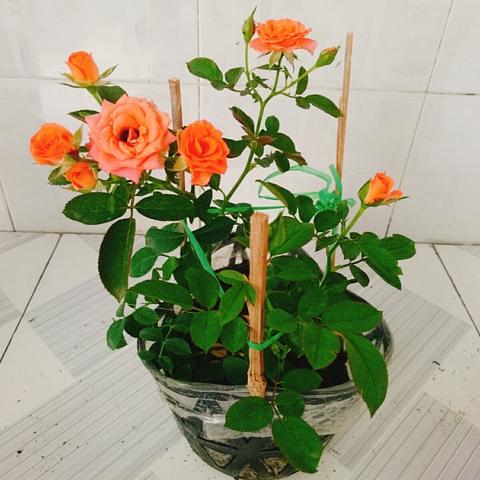 Cây Hồng Tezza Cam