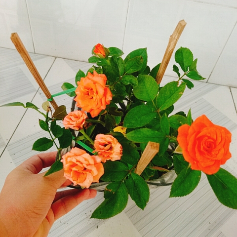 Cây Hồng Tezza Cam
