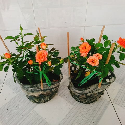 Cây Hồng Tezza Cam