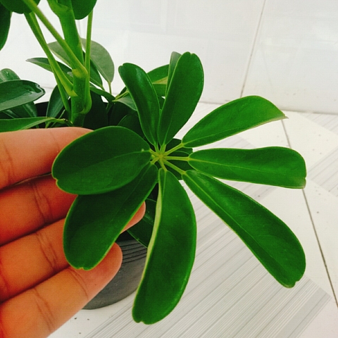 Cây Ngũ Gia Bì