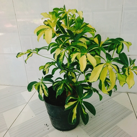 Cây Ngũ Gia Bì Cẩm Thạch