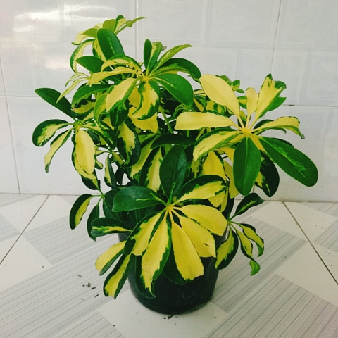 Cây Ngũ Gia Bì Cẩm Thạch