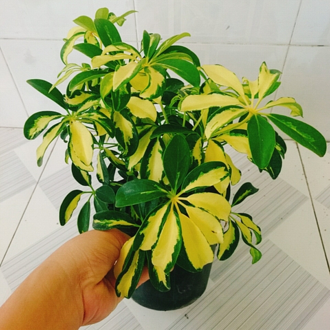 Cây Ngũ Gia Bì Cẩm Thạch