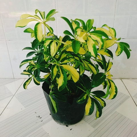 Cây Ngũ Gia Bì Cẩm Thạch