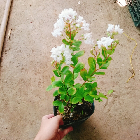 Cây Tường Vy Trắng
