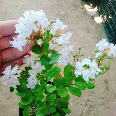 Cây Tường Vy Trắng