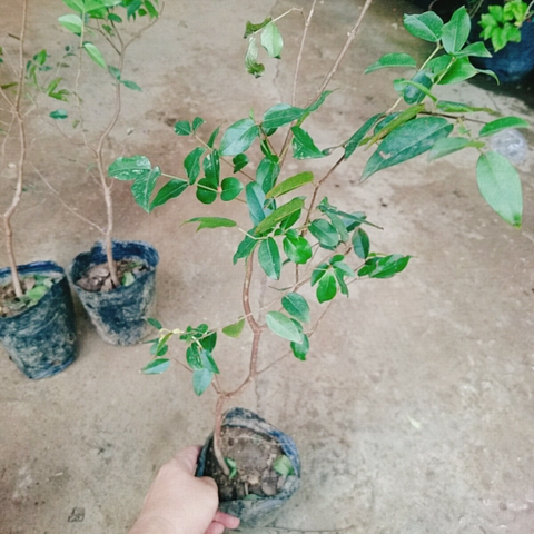 Cây Nho Thân Gỗ Tứ Quý