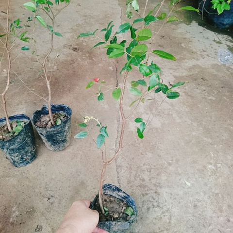 Cây Nho Thân Gỗ Tứ Quý