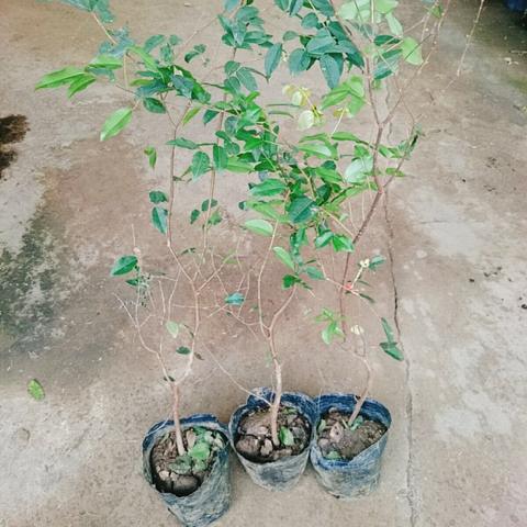 Cây Nho Thân Gỗ Tứ Quý