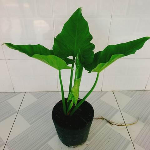 Cây Trầu Bà Subin