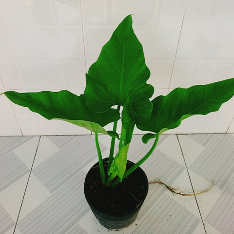 Cây Trầu Bà Subin