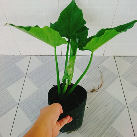 Cây Trầu Bà Subin