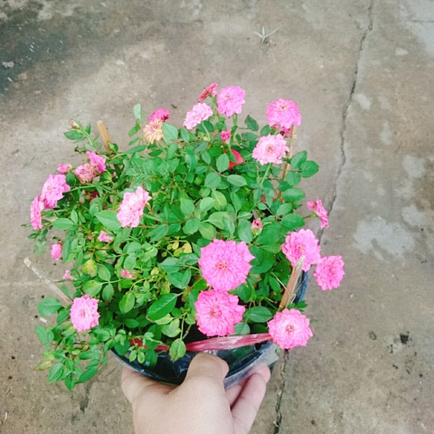 Cây Hồng Tỉ Muội Hồng
