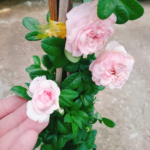 Cây Hồng Ngoại Mon