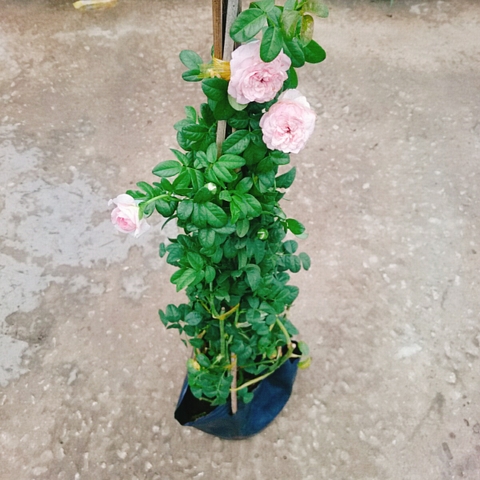 Cây Hồng Ngoại Mon