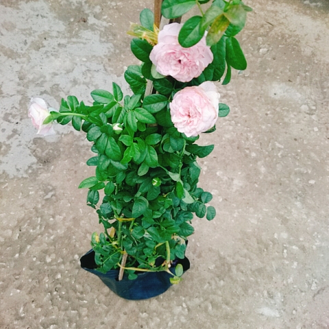 Cây Hồng Ngoại Mon