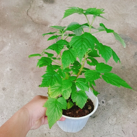 Cây Phúc Bồn Tử (Đỏ)