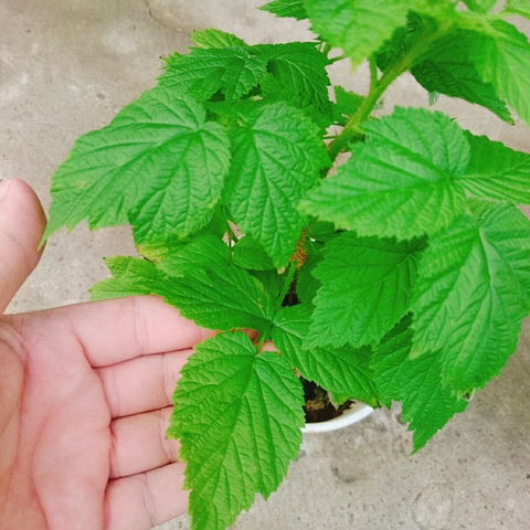 Cây Phúc Bồn Tử (Đỏ)