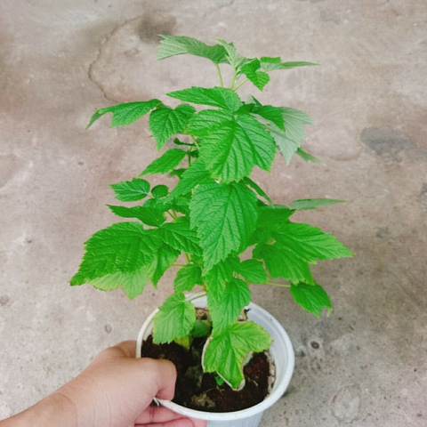 Cây Phúc Bồn Tử (Đỏ)