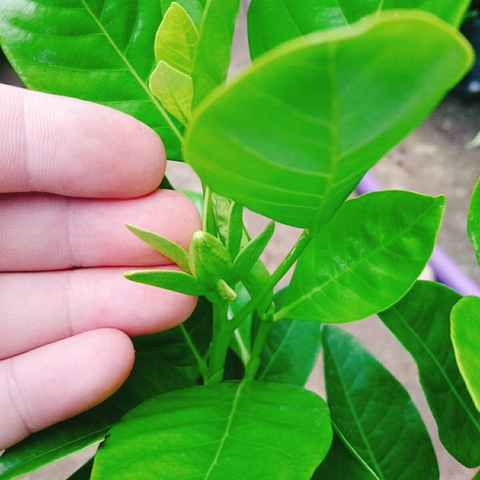 Cây Bạch Thiên Hương