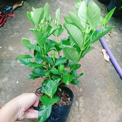 Cây Bạch Thiên Hương