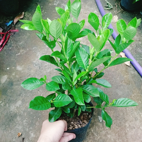 Cây Bạch Thiên Hương