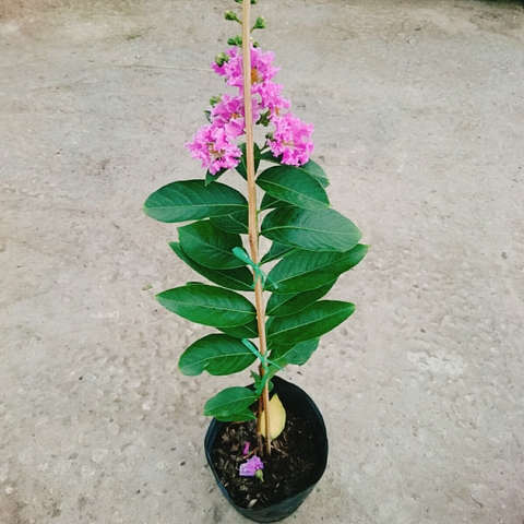 Cây Bằng Lăng Thái