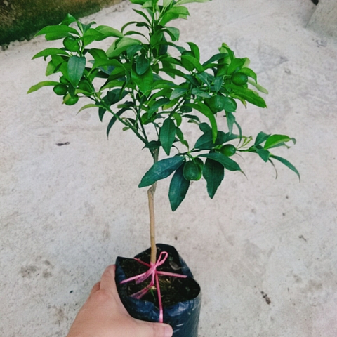Cây Tắc Ngọt
