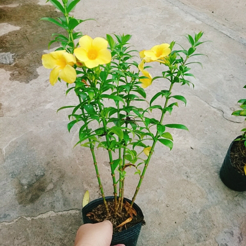 Cây Huỳnh Anh Vàng