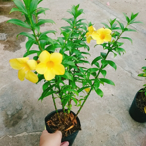 Cây Huỳnh Anh Vàng