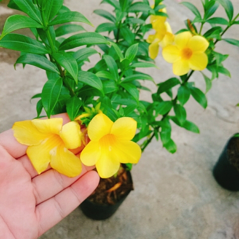 Cây Huỳnh Anh Vàng