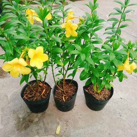 Cây Huỳnh Anh Vàng