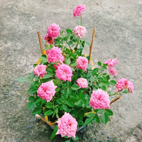 Cây Hồng Tỉ Muội Hồng