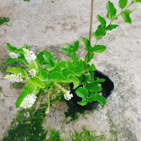 Cây Bạch Trầm Hương (Hoa Trắng)