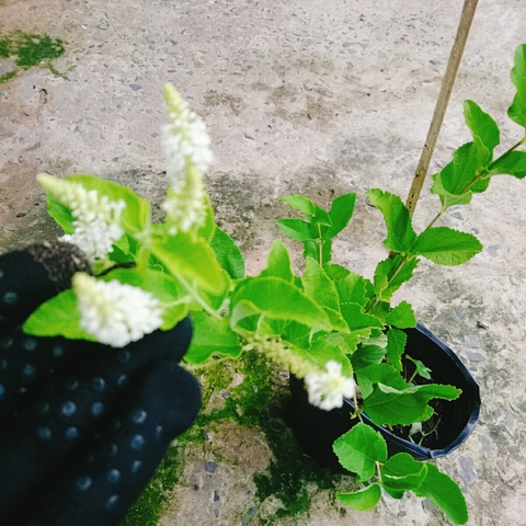 Cây Bạch Trầm Hương (Hoa Trắng)