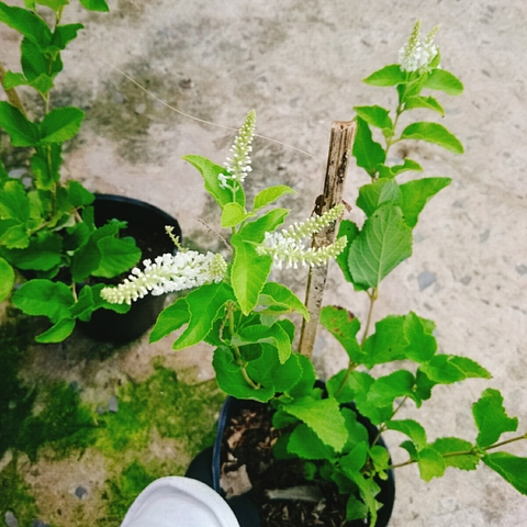 Cây Bạch Trầm Hương (Hoa Trắng)