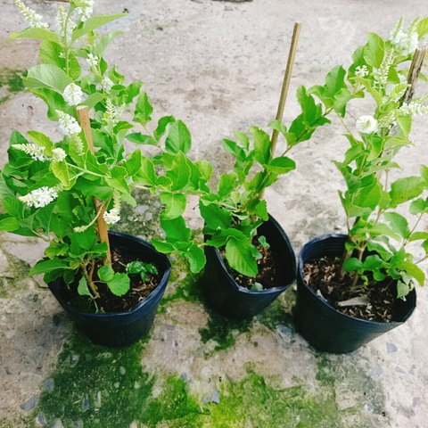 Cây Bạch Trầm Hương (Hoa Trắng)