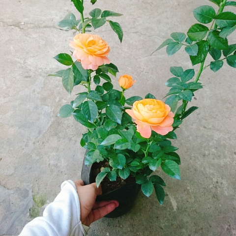 Cây Hồng Tezza Cá Hồi