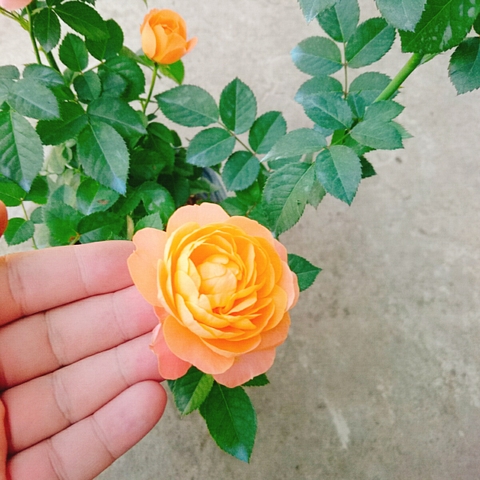 Cây Hồng Tezza Cá Hồi
