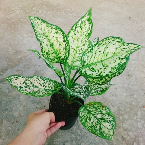Cây Vạn Lộc Trắng Xanh