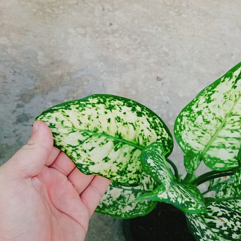Cây Vạn Lộc Trắng Xanh
